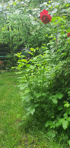 BlackBerries