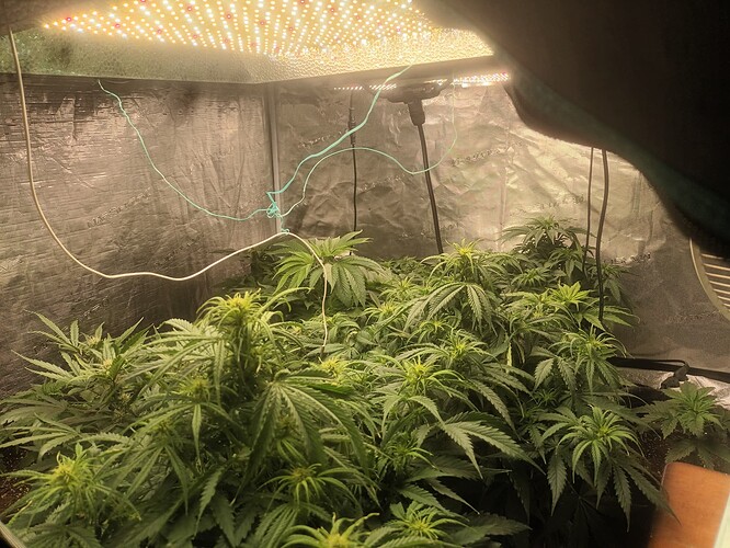 16708991087772078259178103245240