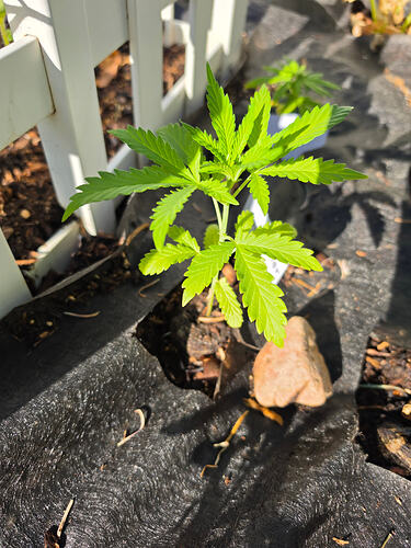 5003