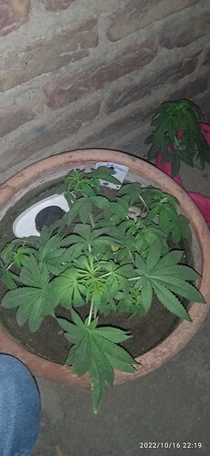 IMG_20221016_221919_1
