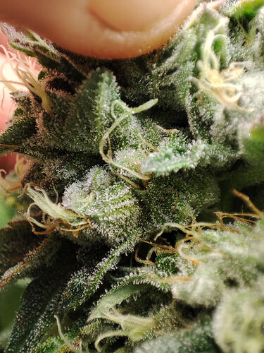 1000039879