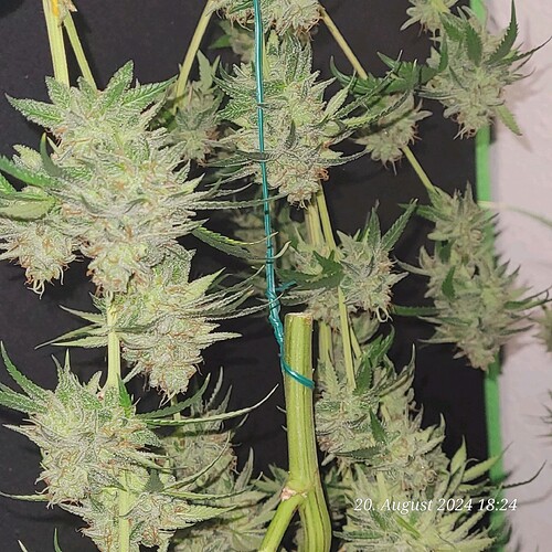 Tag 93 Trocknung bei 50 - 60 % Luftfeuchte - 2