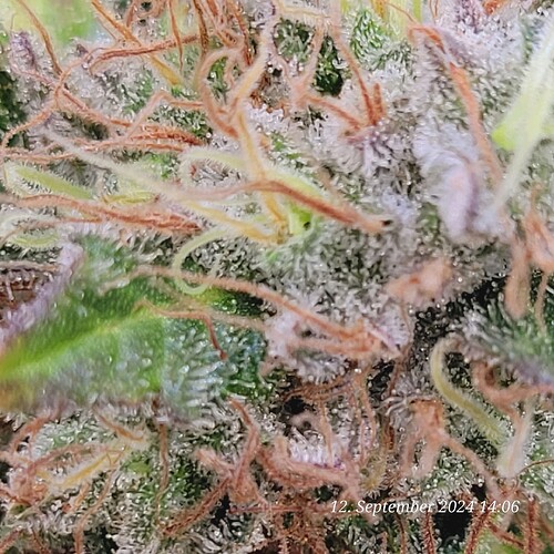 Tag 123 neunte Blütewoche 12.9.24