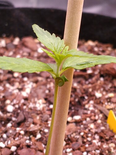 17043232531633137130494645513544