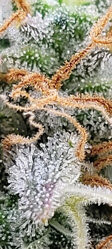 Tag 101 viele schöne Trichome