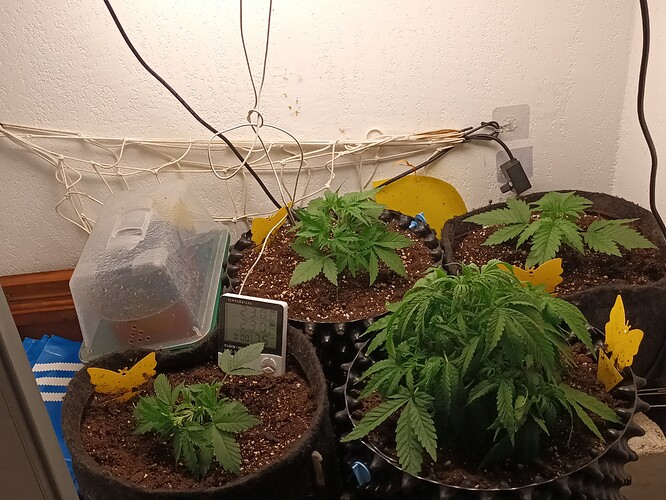 16506643131156425280356789028703