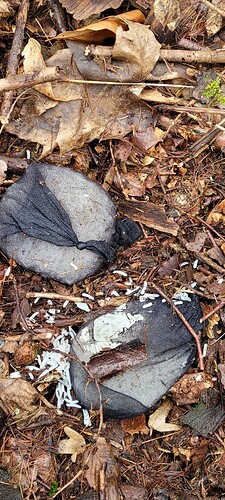 16 muss dann aber sagen , das ich da noch kein Befall erkennen konnte , vielleicht ist es auch noch zu kalt