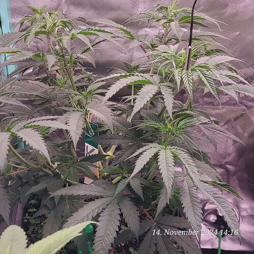 Tag 43 Nr 1 am 14.11.24