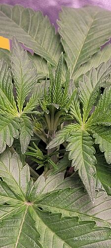 Tag 27 Haze 2 Wachstum Tag 9