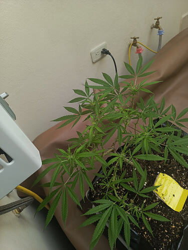IMG-20260425-WA0036