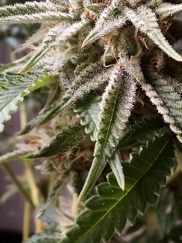 IMG_20240717_121804_515