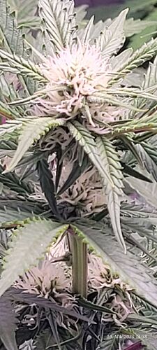 Tag 50 Haze 2 Blüte Tag ca. 25