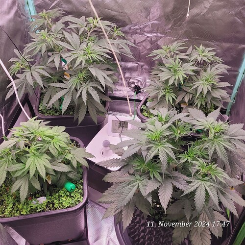 Tag 40 , alle zusammen 11.11.24