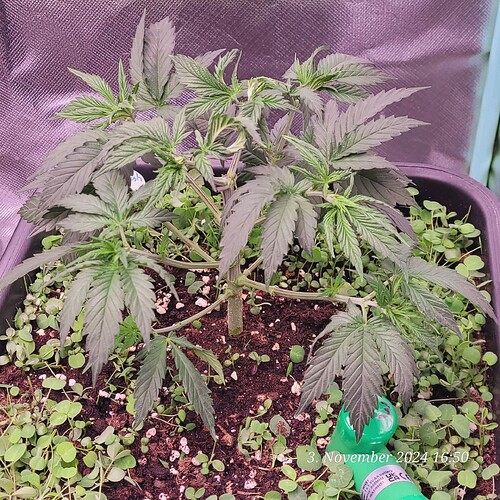 Tag 32 Nr 3, nach der Entlaubung, Wachstum Tag 14