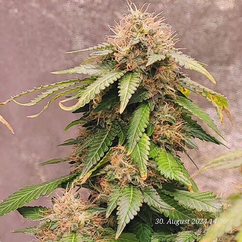 Tag 109 Blütetag 49 am 30.8.24