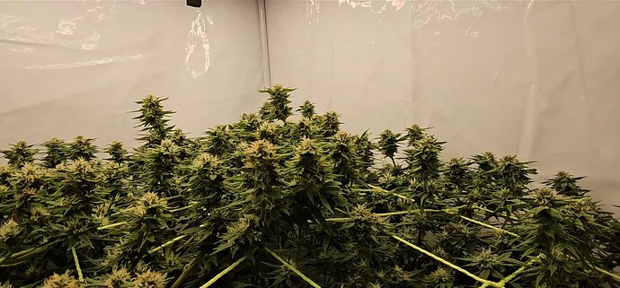 Screenshot_20240919_214934_Gallery