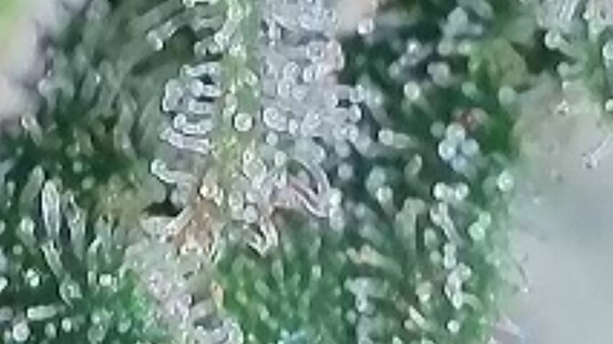 Tag 103 Trichome 4