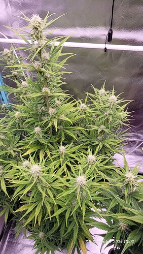 Tag 51 B.G. 2 am ende der 4 ten Blüte Woche 31.12.25