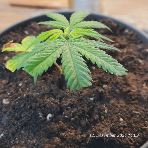 Tag 19 ein setzen in 1 liter Topf Light Mix mit etwas Cocos, Torf , Wurmhumus und Mykorrhiza 12.12.24