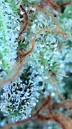 IMG-20260502-WA0002