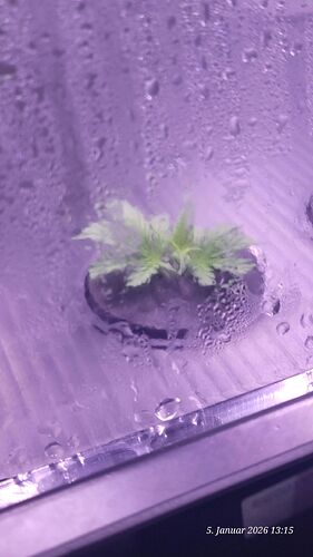 Tag 4 Klon 2 Verwurzelung 5.1.26