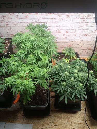 IMG_20241119_185654_962