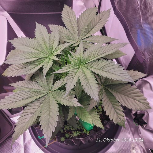 Tag 29 Wachstum Tag 11 am 31.10.24