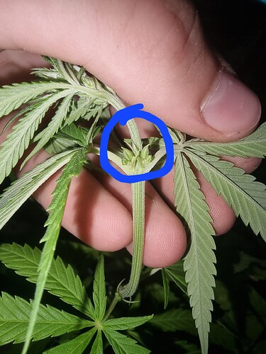 16733375456347402183469923054965