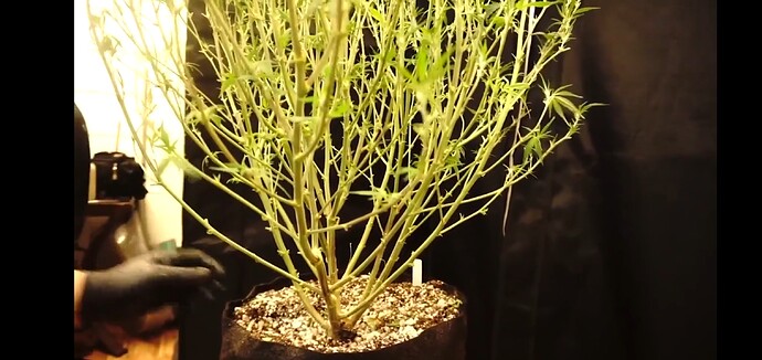 Screenshot_20220305-153304_Chrome