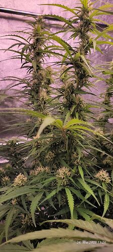 Tag 57 Gelato anfang der 9ten Woche