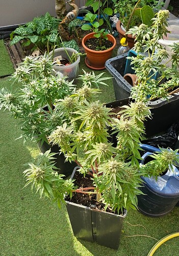 Screenshot_20250521_035321_Gallery