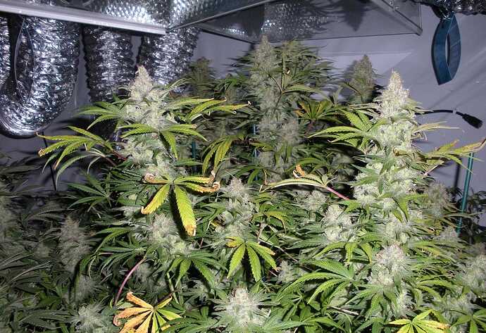 Thai-Stick-Grow-cannabis