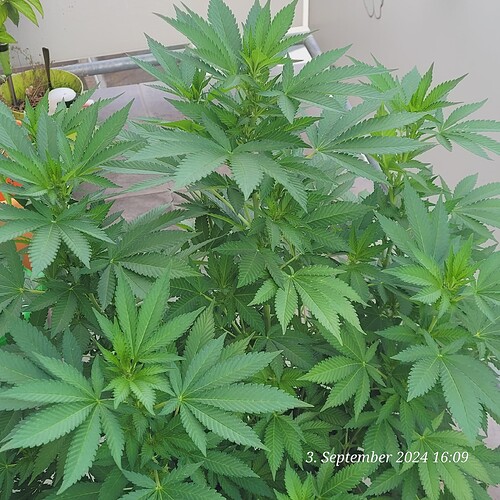 Balkonia 3.9.24 erste Blütewoche