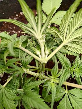 Pineapple Kush Cake Sensi Seeds Week 5 vegg