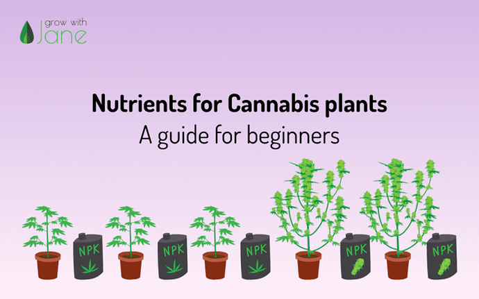 blog-nutrients-beginners-en-Grow-with-Jane-1024x640
