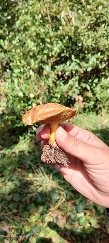 IMG-20240403-WA0049