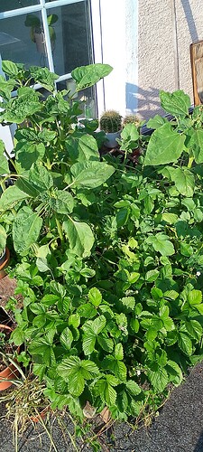 IMG_20250613_185145