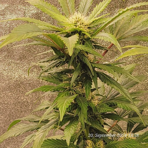 Tag 110 Blüte Tag 27 am 20.9.24