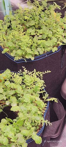 Tag 16 Living Soil mit Bodendecker 15.4.25