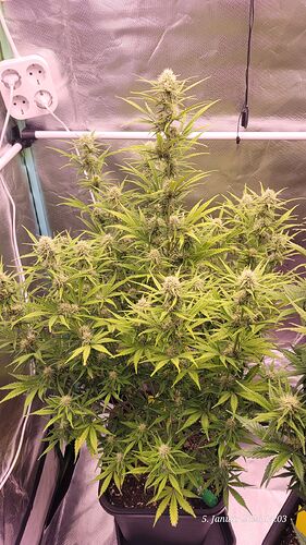 Tag 56 B.G. 2 Blüte Tag 31