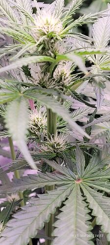 Tag 44 Haze 2 noch fett im Stretch