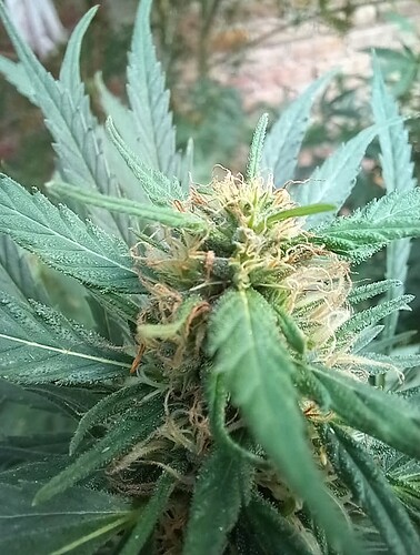 Screenshot_20240317_175843_Gallery