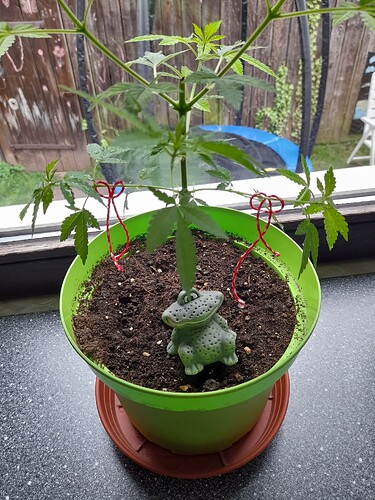 17467101161932587480473639885884