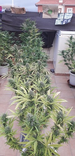IMG-20220906-WA0002