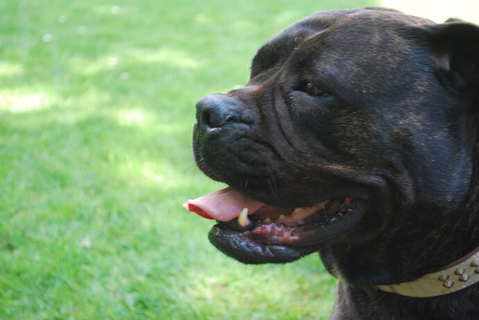 dogs  random (44)