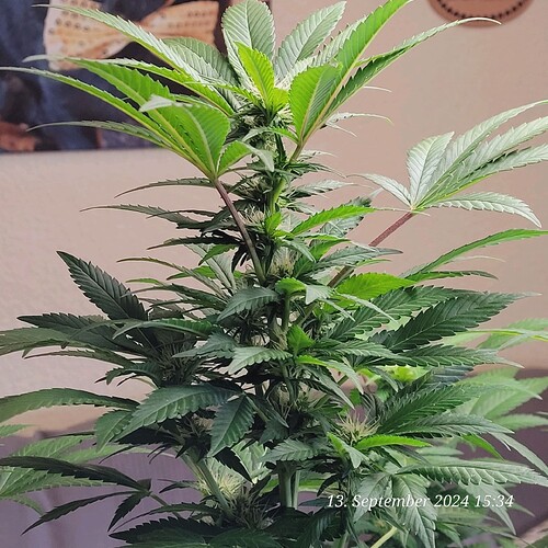 Tag 102 eine schöne fette Spitze