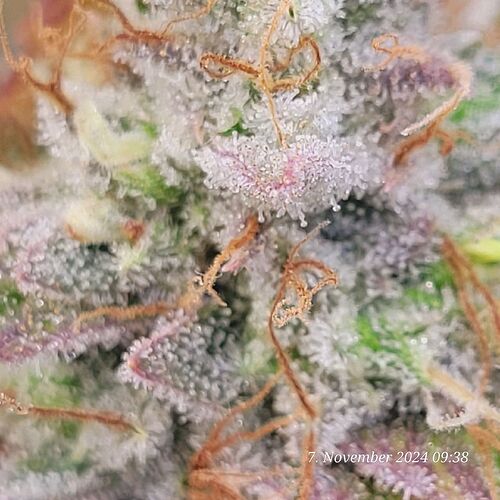 Tag 110 Klon 2, fast am Ende der 9ten Blüte Woche 7.11.24