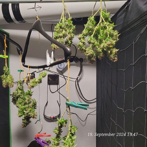 Tag 129 sehr klebrig und Duftet deutlich stärker als Cookie 1 und 2