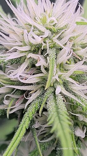 Tag 51 B.G. 2 die ersten Trichome am 31.12.25