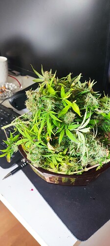 IMG_20240413_091908